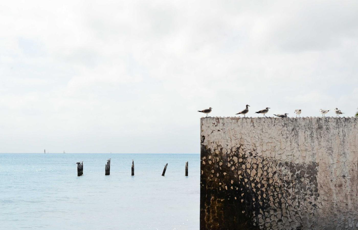 Тағамдық жапсырма